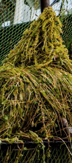 Kunstroute Schuytgraaf: Larissa Esvelt