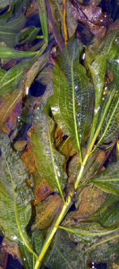 Kunstroute Schuytgraaf: Larissa Esvelt